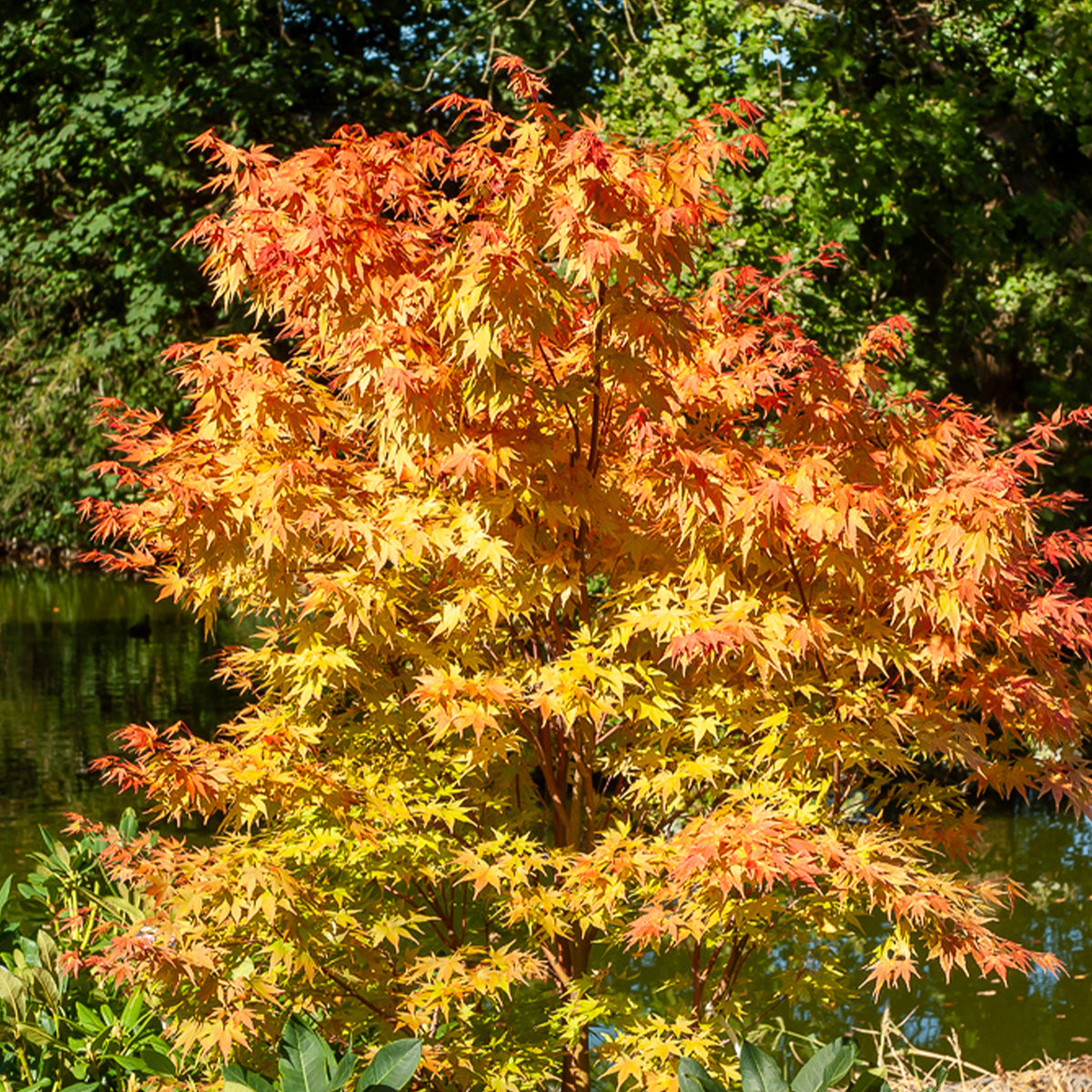 Japanischer Ahorn Sango-kaku - Acer palmatum Sangokaku - Willemse