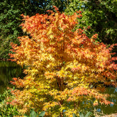 Japanischer Ahorn Sango-kaku - Acer palmatum Sangokaku - Willemse