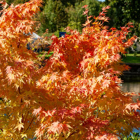 Japanischer Ahorn Sango-kaku - Willemse