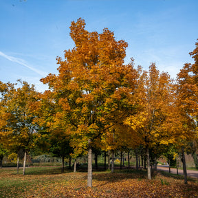 Verkauf Spitzahorn