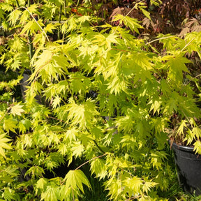 Japanischer Ahorn Jordan - Acer shirasawanum Jordan - Willemse