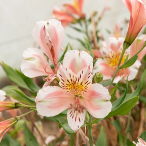 Inkalilie 'Duc d'Anjou Jean' - Alstroemeria Duc d'Anjou Jean - Willemse