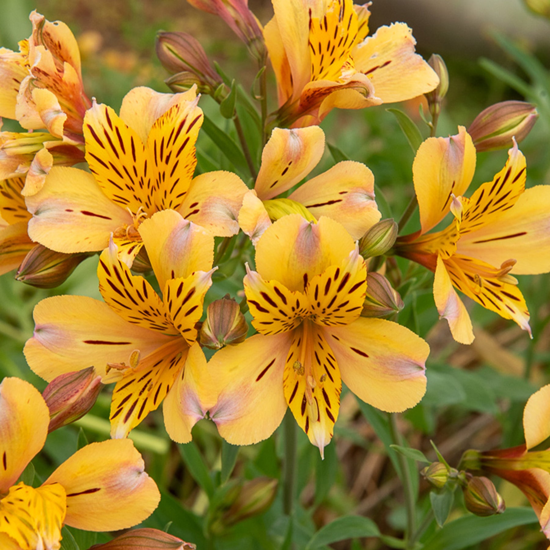 Inkalilie - Alstroemeria Herzog von Anjou Nicolas - Alstroemeria Duc d'Anjou Nicolas - Willemse
