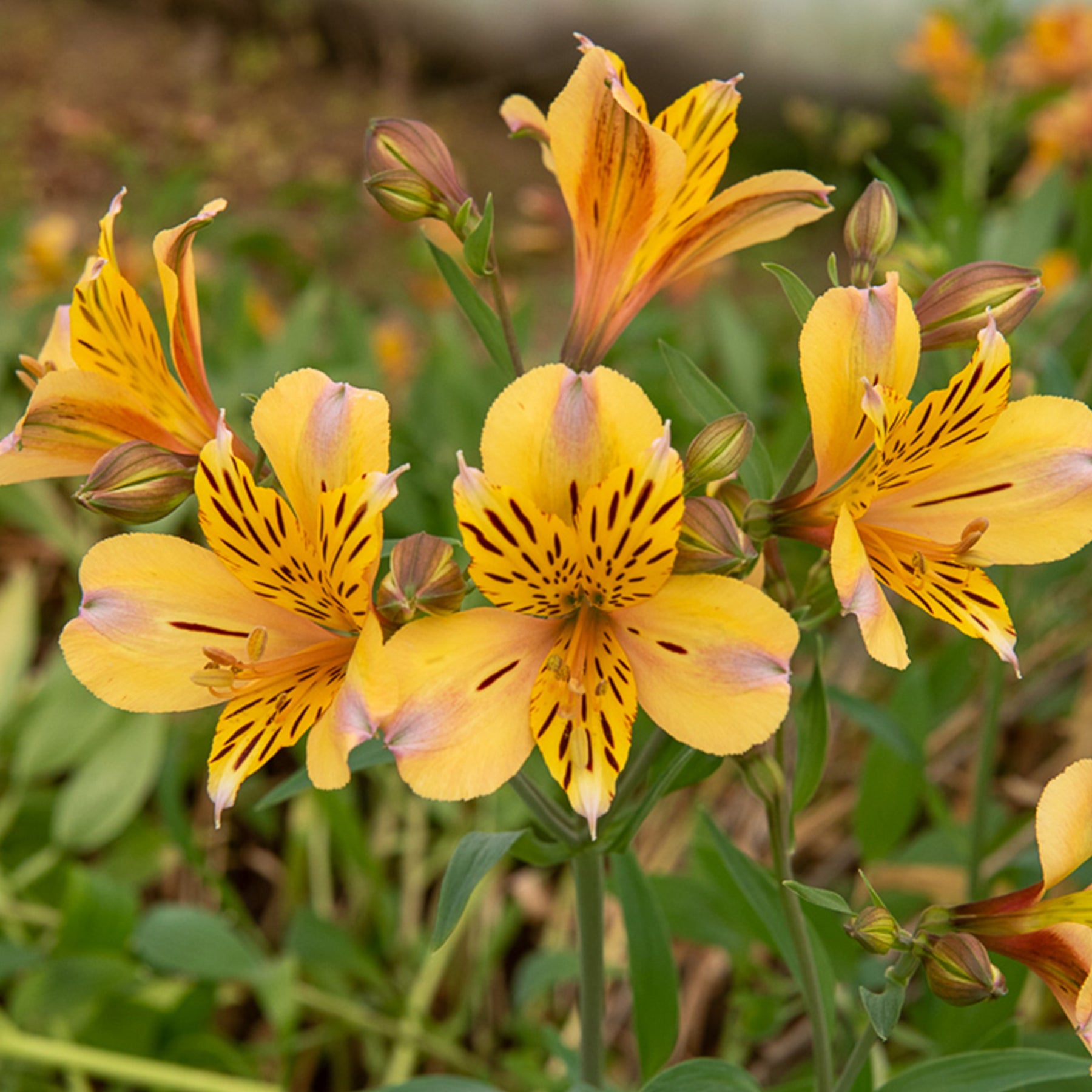 Inkalilie - Alstroemeria Herzog von Anjou Nicolas - Willemse