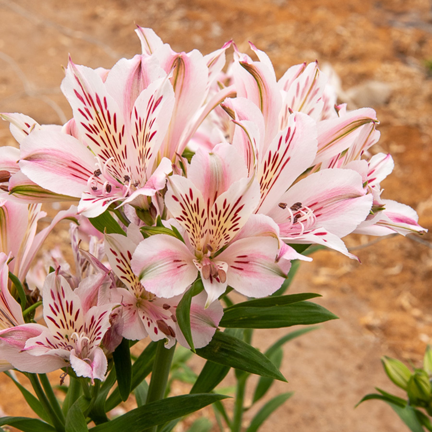 Inkalilie ‘Duchesse d’Anjou Béatrice’ - Alstroemeria Duchesse d'Anjou Béatrice - Willemse