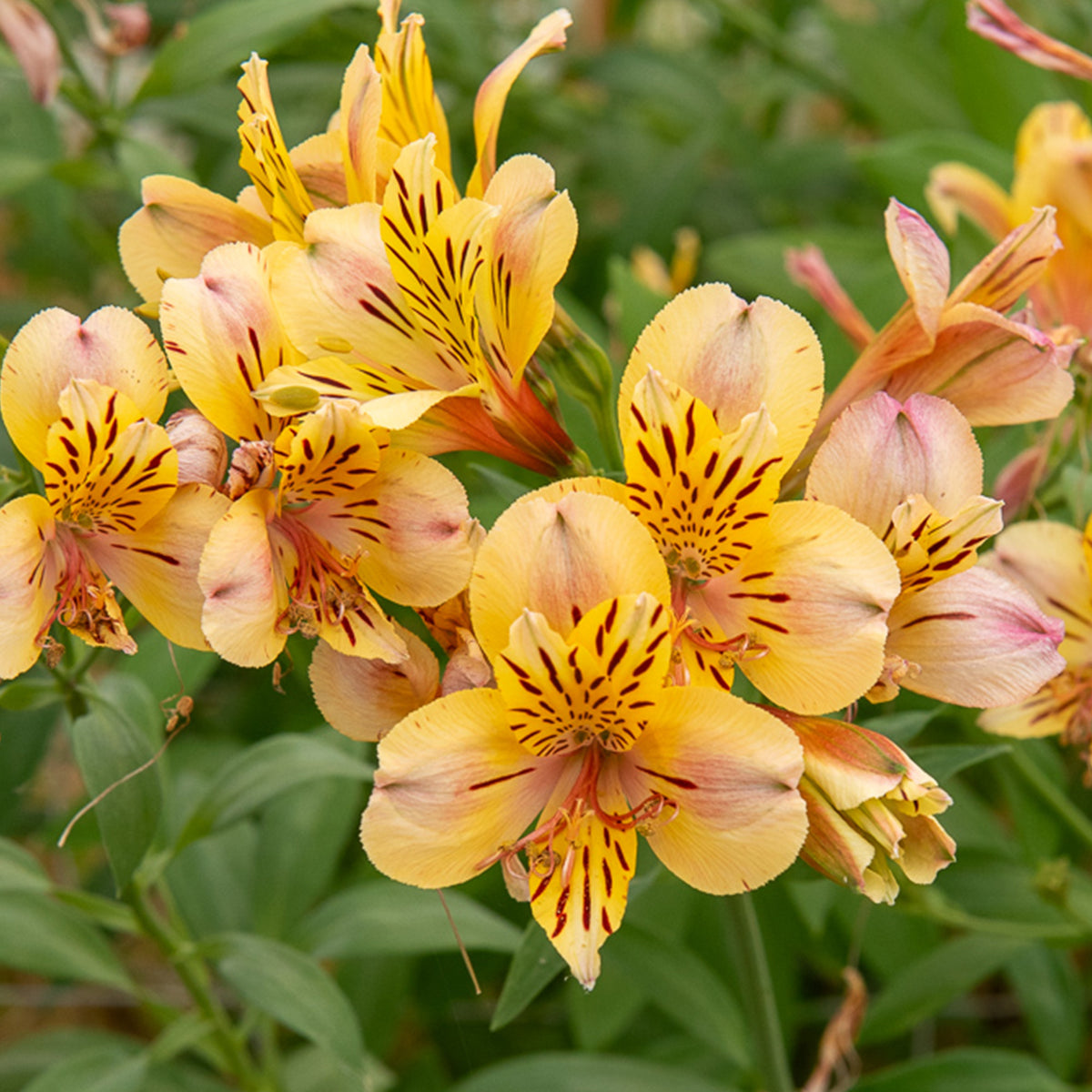 Inkalilie - Alstroemeria Majestic Layon - Alstroemeria Majestic Layon - Willemse