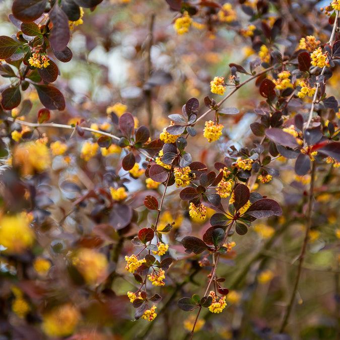 Berberitze Superba - Berberis ottawensis Superba - Willemse