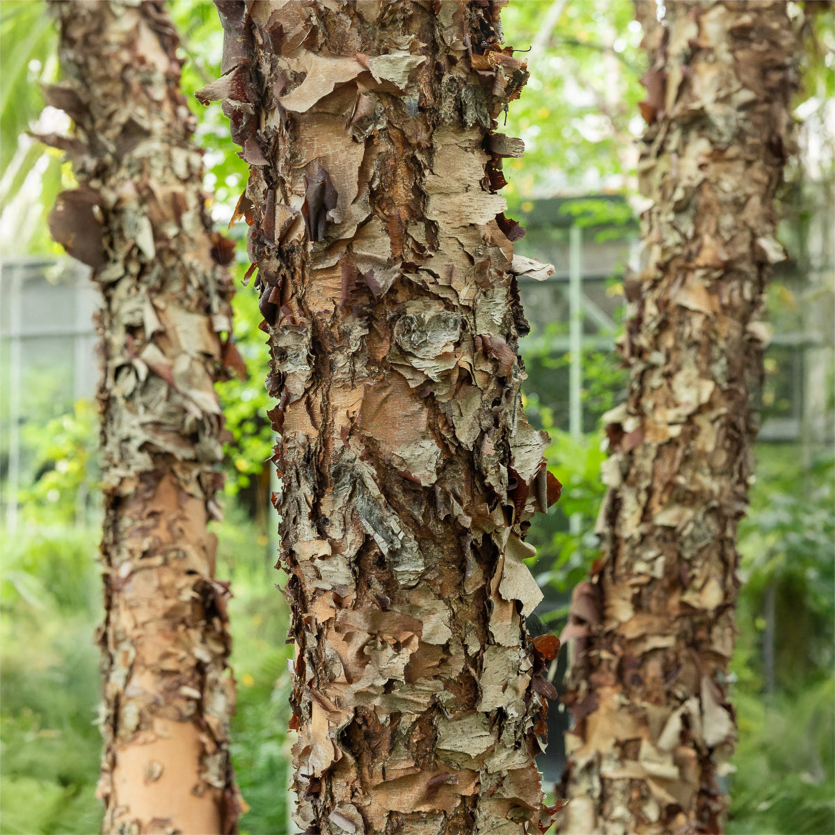 Schwarze Birke - Willemse