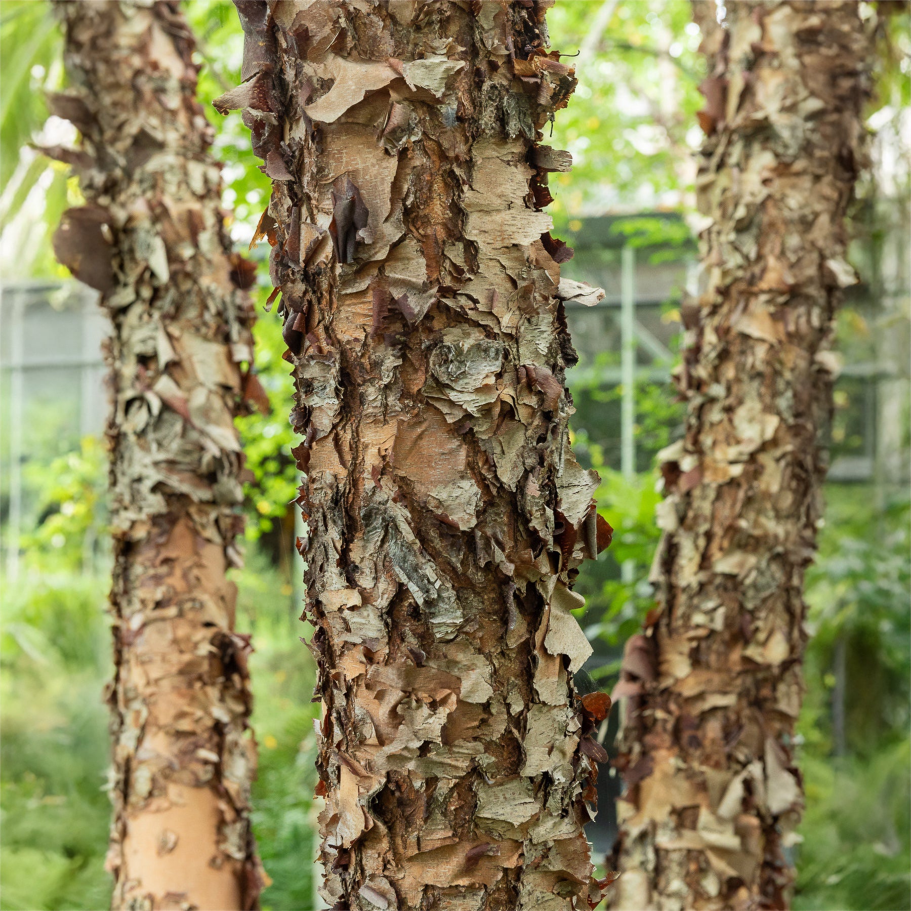 Schwarze Birke - Willemse