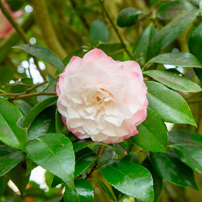 Japanische Kamelie Nuccios Pearl - Camellia japonica Nuccio's Pearl - Willemse