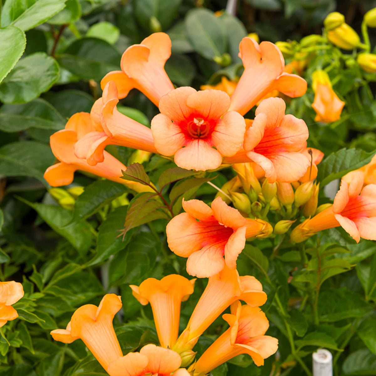 Klettertrompete Indian summer® - Campsis tagliabuana Indian Summer ® - Willemse