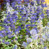 Caryopteris - Bartblume ‘Grand Bleu®’ - Caryopteris clandonensis Grand Bleu ® Inoveris