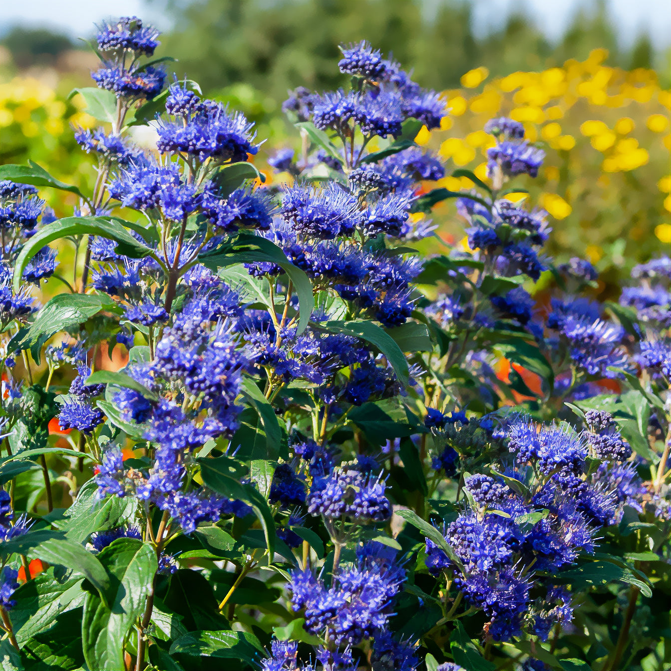 Bartblume ‘Grand Bleu®’ - Willemse