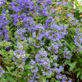 Bartblume ‘Grand Bleu®’ - Caryopteris clandonensis Grand Bleu ® Inoveris - Willemse