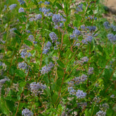 Ceanothus 'Autumnal Blue' - Ceanothus Autumnal Blue - Willemse