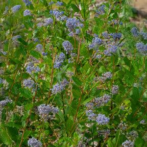Ceanothus 'Autumnal Blue' - Ceanothus Autumnal Blue - Willemse