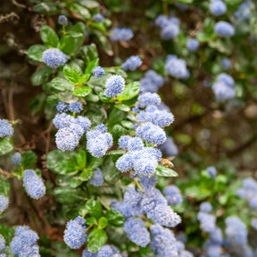 Kalifornischer Flieder Yankee Point - Ceanothus griseus Yankee Point - Willemse