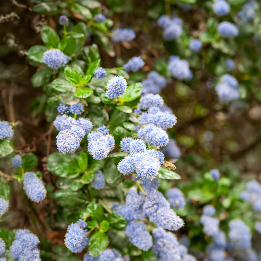 Kalifornischer Flieder Yankee Point - Ceanothus griseus Yankee Point - Willemse