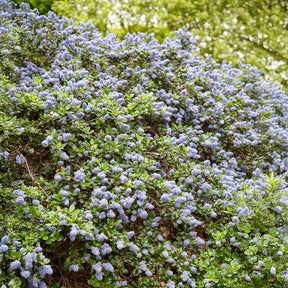 Ceanothus griseus Yankee Point - Kalifornischer Flieder Yankee Point - Ceanothus - Kalifornischer Flieder