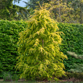 Himalaya-Zeder Golden Horizon - Cedrus deodara Golden Horizon - Willemse