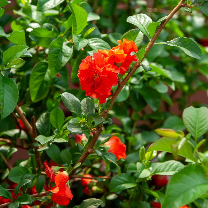 Japanische Quitte Orange Storm - Willemse