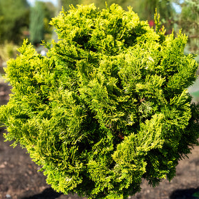 Scheinzypresse Hinoki Aurora - Willemse