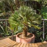 Chamaerops humilis Vulcano  - Zwergpalme Vulcano - Palmen