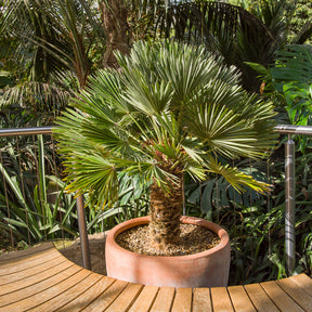 Chamaerops humilis Vulcano  - Zwergpalme Vulcano - Palmen