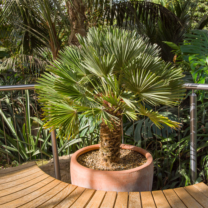 Chamaerops humilis Vulcano  - Zwergpalme Vulcano - Palmen