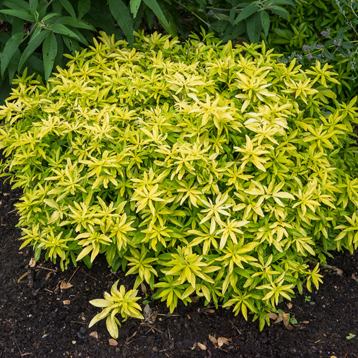 Mexikanischer Orangenblütenstrauch Goldfinger® - Choisya ternata Goldfinger ® - Willemse