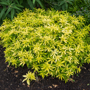 Mexikanischer Orangenblütenstrauch Goldfinger® - Choisya ternata Goldfinger ® - Willemse