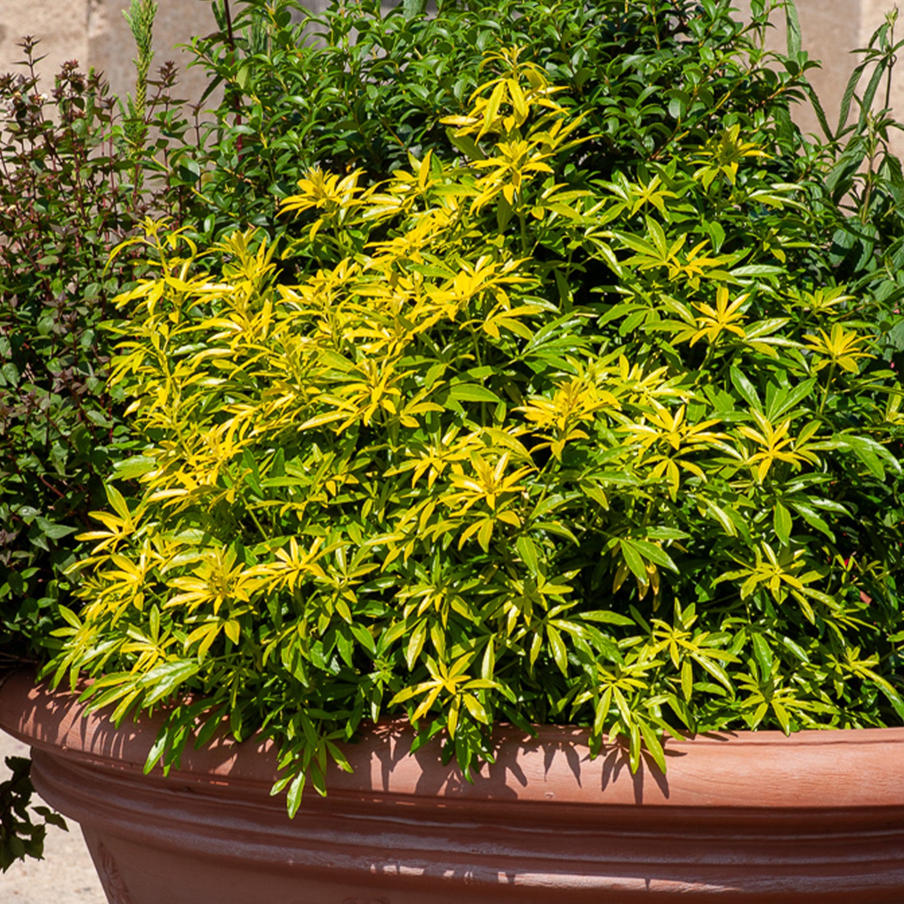 Mexikanischer Orangenblütenstrauch Goldfinger® - Willemse