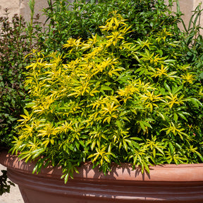 Mexikanischer Orangenblütenstrauch Goldfinger® - Willemse