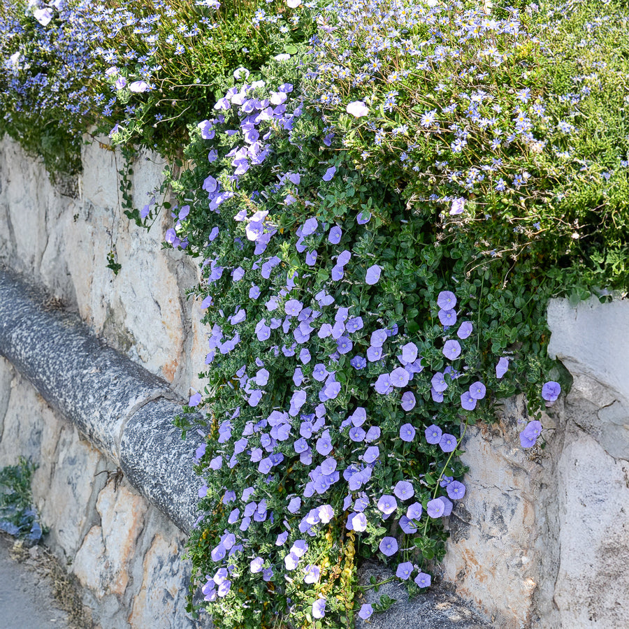 Mauretanische Winde - Willemse