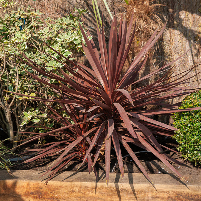 Australische Keulenlilie Burgundy Spire® - Willemse