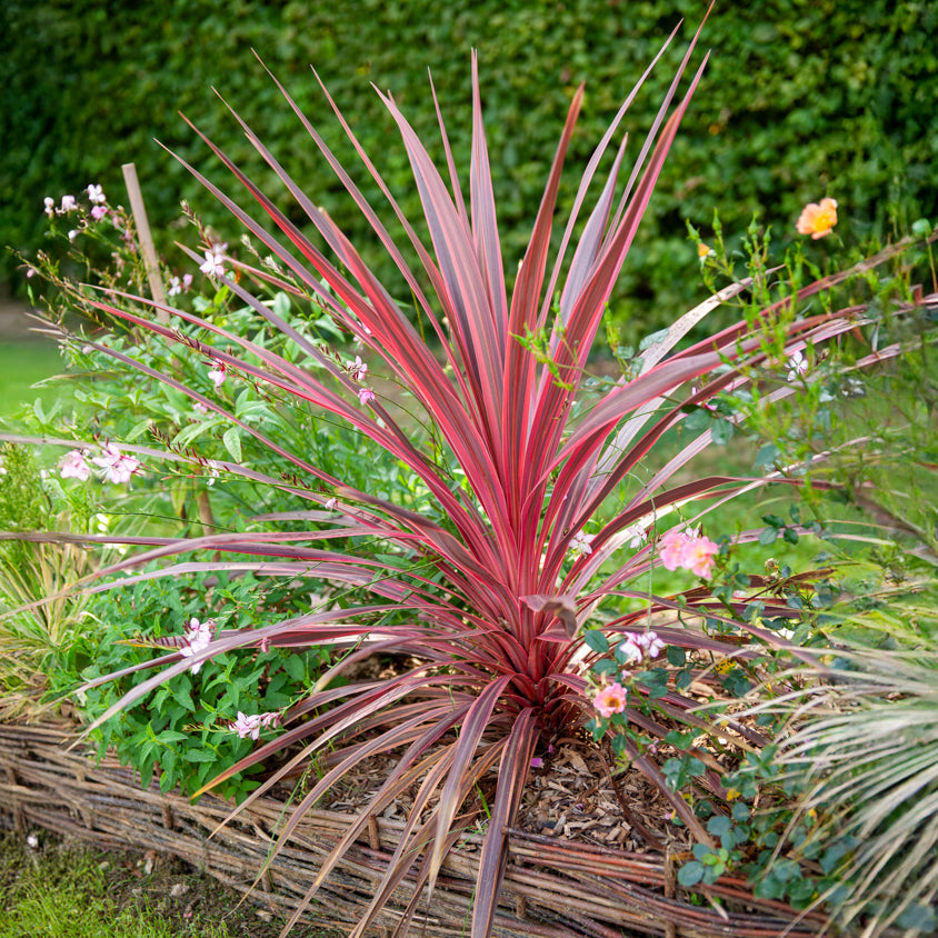 Australische Keulenlilie Pink Passion® - Cordyline australis Pink Passion® - Willemse