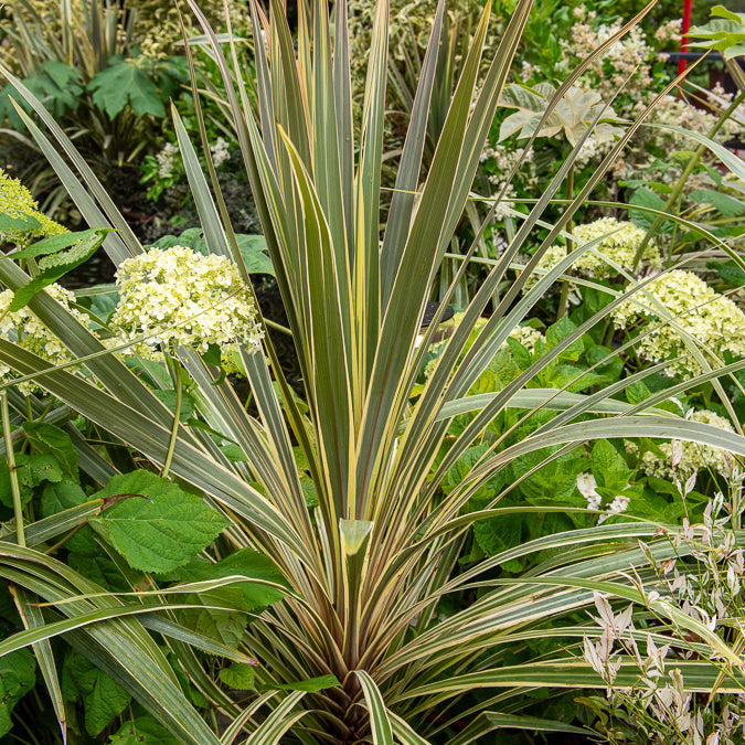 Australische Keulenlilie Torbay Dazzler® - Cordyline australis Torbay Dazzler® - Willemse