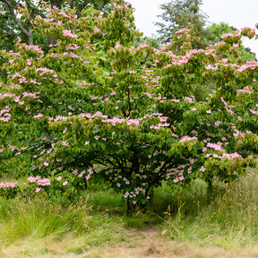 Cornus kousa Satomi - Japanischer Hartriegel Satomi - Blühende Bäume