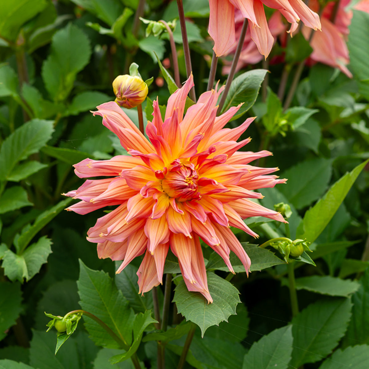 Dekorative Dahlie Omega - Dahlia Omega - Willemse