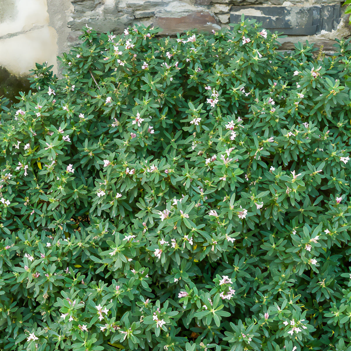 Transatlantischer Seidelbast Pink Fragrance® - Daphne transatlantica Pink Fragrance - Willemse