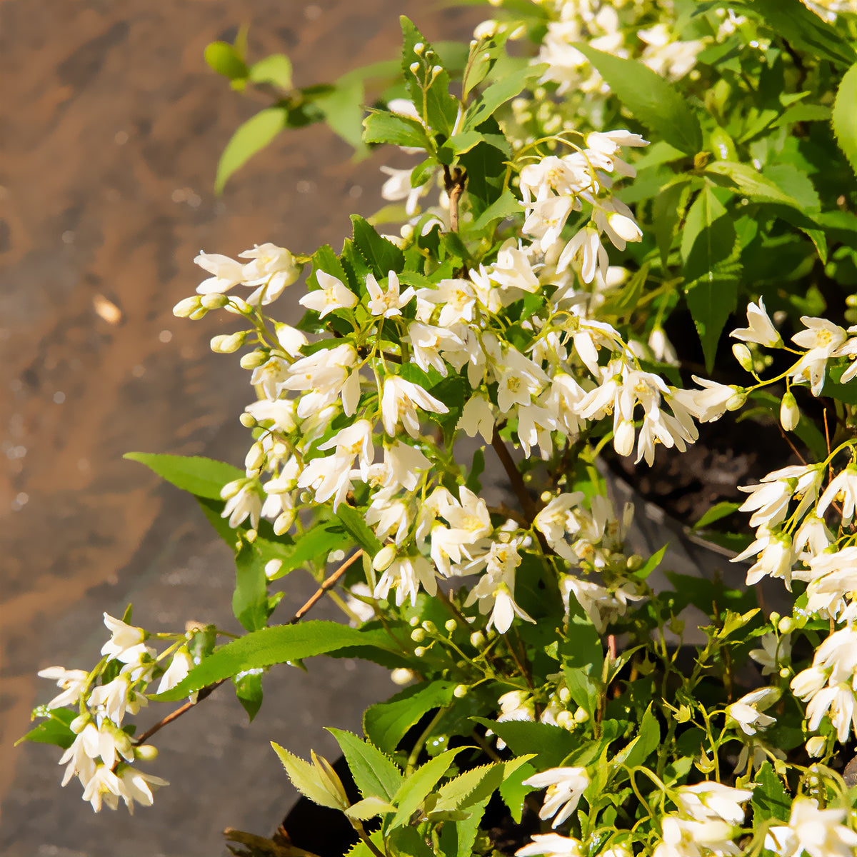 Zwerg-Deutzie Nikko - Deutzia gracilis Nikko - Willemse
