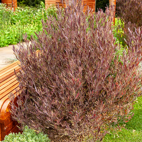 Dodonäa 'Purpurea' - Dodonaea viscosa Purpurea - Willemse