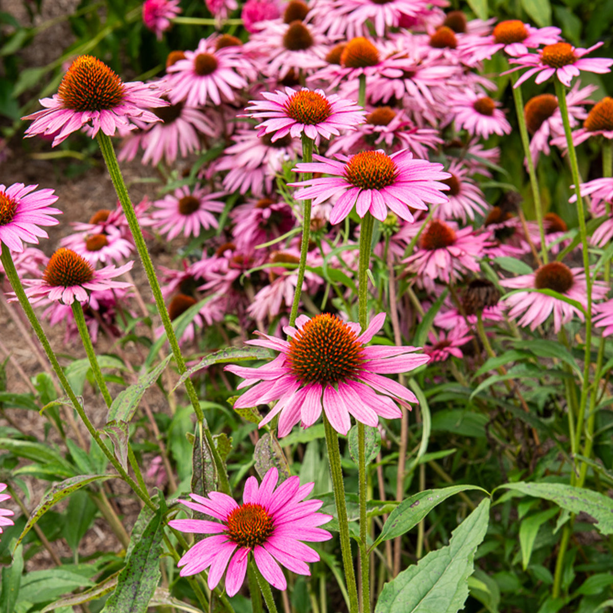 Purpur-Sonnenhut Augustkönigin - Echinacea purpurea Augustkönigin - Willemse