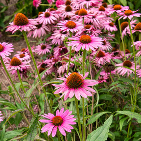 Purpur-Sonnenhut Augustkönigin - Echinacea purpurea Augustkönigin - Willemse