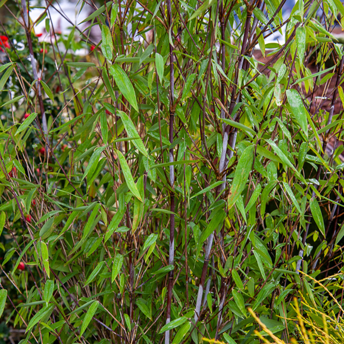 Fargesia demissa Gerry - Fargesia demissa Gerry - Willemse