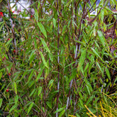 Fargesia demissa Gerry - Fargesia demissa Gerry - Willemse