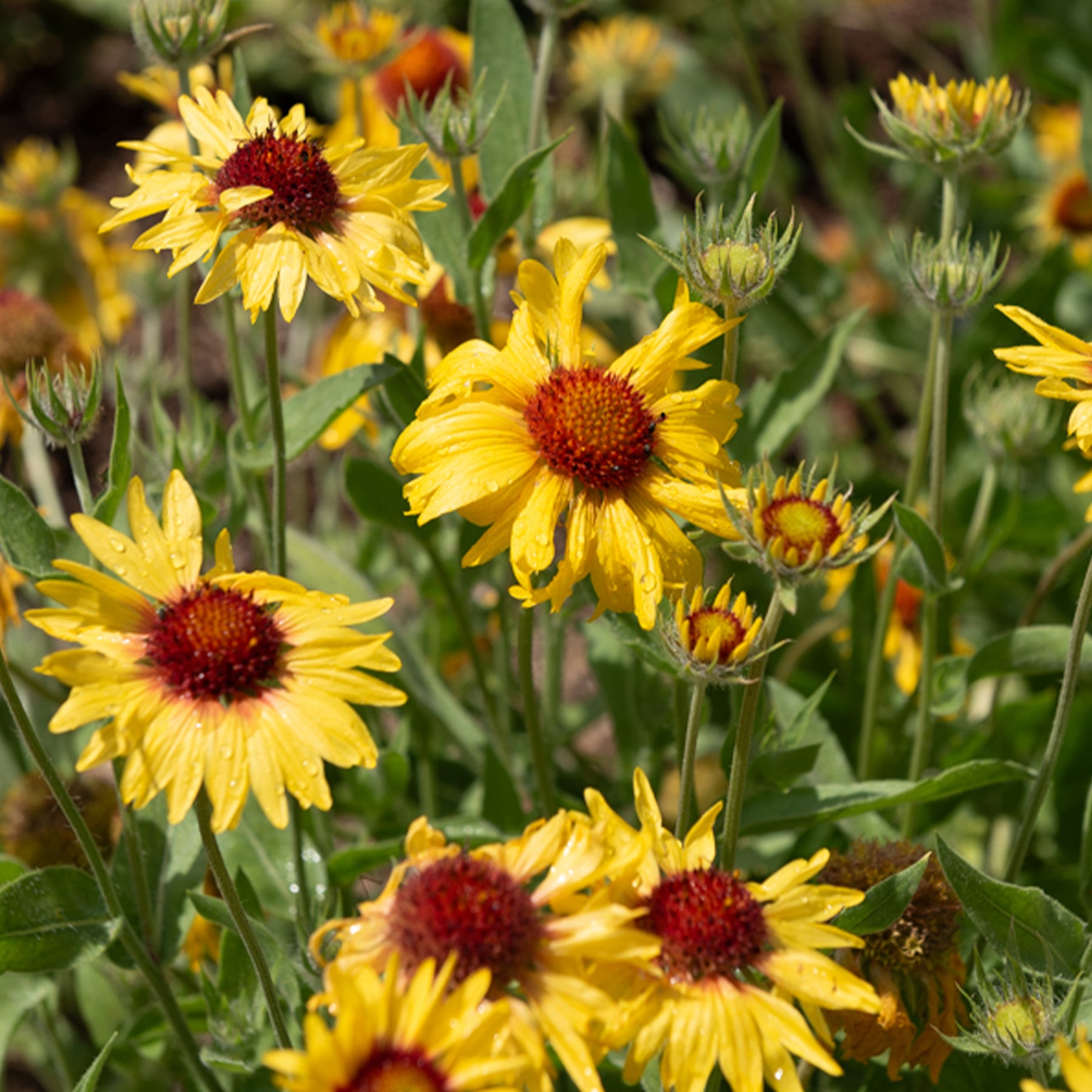 Kokardenblume ‘Amber Wheels’ - Willemse