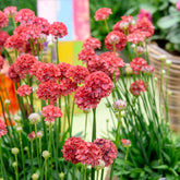 Armeria pseudarmeria Ballerina Red - Grasnelke ‘Ballerina Red’ - Spanisches Gras