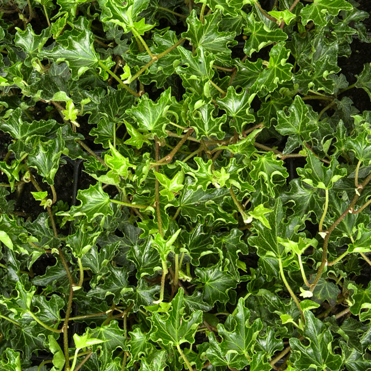 Efeu Ivalace - Hedera helix Ivalace - Willemse