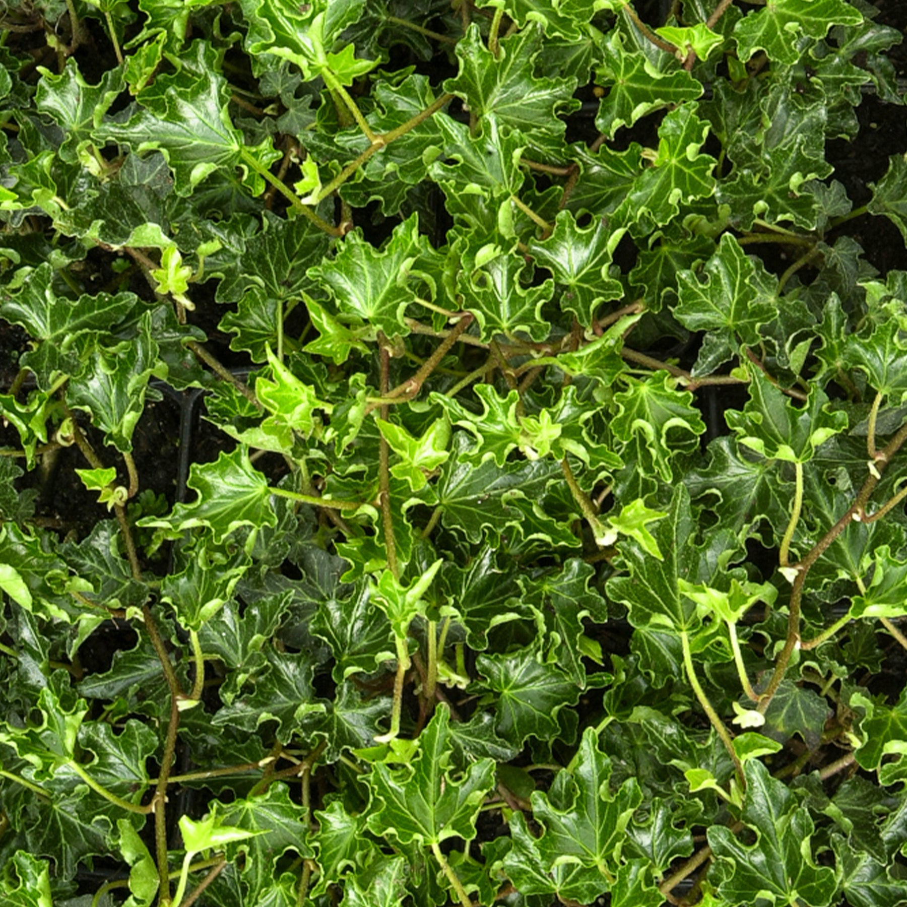 Efeu Ivalace - Hedera helix Ivalace - Willemse